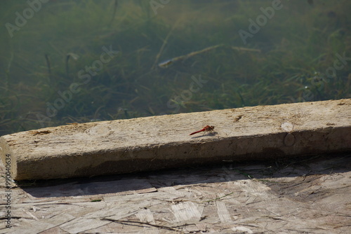 Red dragonfly resting on wood plank bordering murky pond