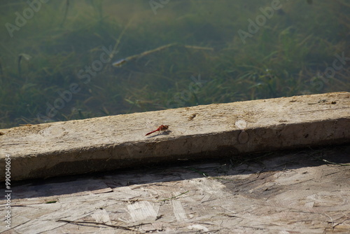 Red dragonfly resting on wood plank bordering murky pond