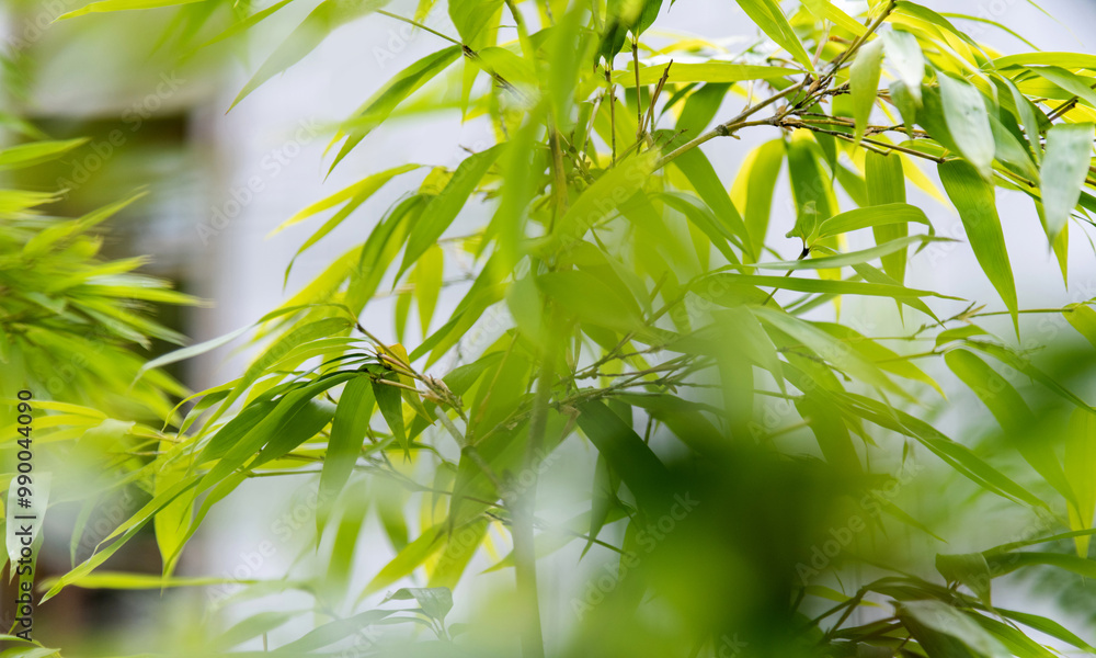 Obraz premium Background of green bamboo leaves