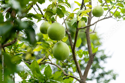 Pomelo fruits hanging on the tree