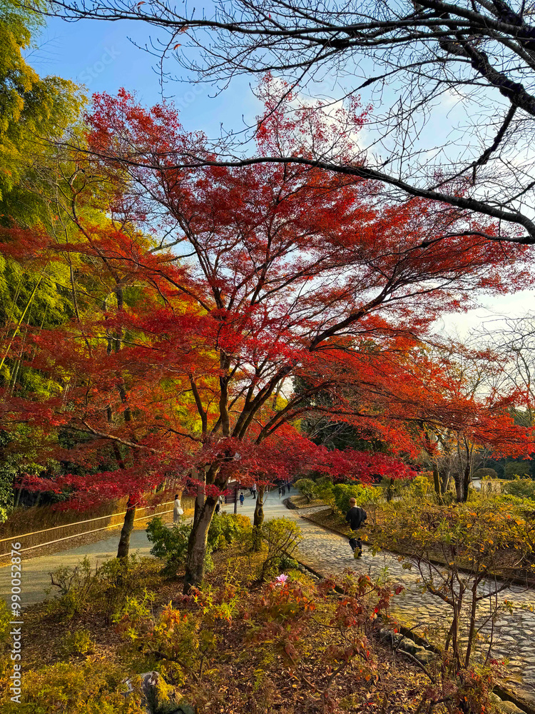 Fototapeta premium A serene path leads through a park adorned with a crimson maple ; A vibrant Japanese maple tree steals the show with its fiery foliage