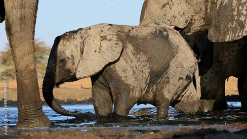 Wallpaper Mural A young African elephant (Loxodonta africana) standing in shallow water, Botswana Torontodigital.ca