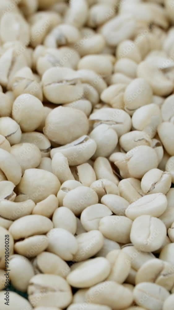 Drying raw organic white coffee beans at a plantation farm: agriculture concept footage from Northern Thailand. Drying raw organic white coffee beans at a plantation farm: agriculture concept footage from Northern Thailand.