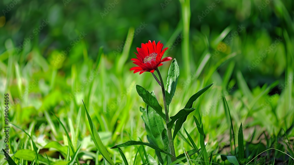 Red_flower_background_Garden_Green_grass_Art_beauti_ Red_flower_background_Garden_Green_grass_Art_beauti_