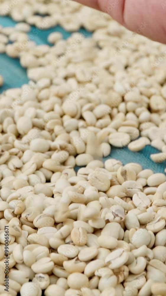 Drying raw organic white coffee beans at a plantation farm: agriculture concept footage from Northern Thailand. Drying raw organic white coffee beans at a plantation farm: agriculture concept footage from Northern Thailand.