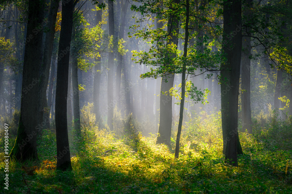 Beautiful sunny morning in green forest Beautiful sunny morning in green forest