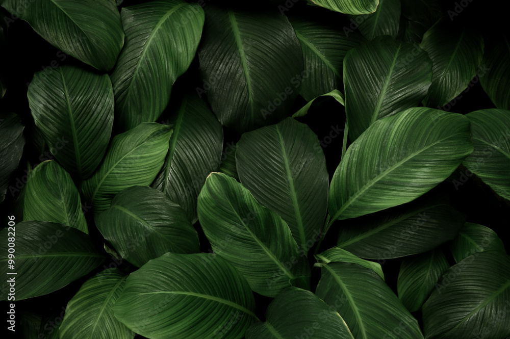 abstract green leaf texture, nature background, tropical leaf. abstract green leaf texture, nature background, tropical leaf.