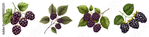 Four clusters of ripe grapes with green leaves, set against a dark background, showcasing their rich color and texture.