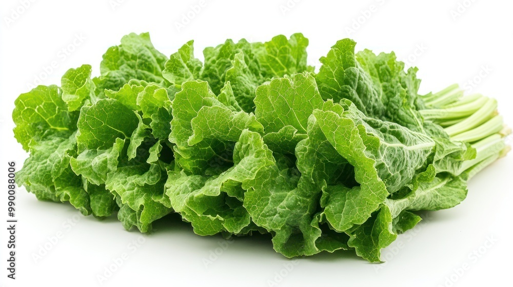 Fresh Green Lettuce Fresh Green Lettuce