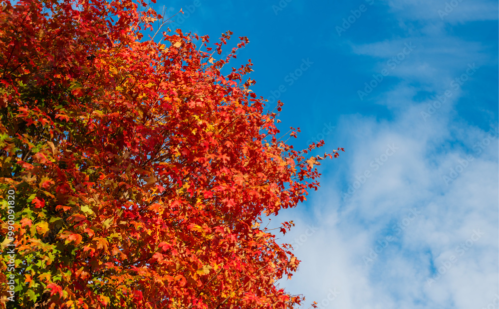 Seasonal leaves on tree. Natural autumn leaves. Autumn beauty of nature. Fall season nature. Fall leaves of maple tree. Autumn tree. Nature in fall season. Autumnal sunny day. Copy space Seasonal leaves on tree. Natural autumn leaves. Autumn beauty of nature. Fall season nature. Fall leaves of maple tree. Autumn tree. Nature in fall season. Autumnal sunny day. Copy space