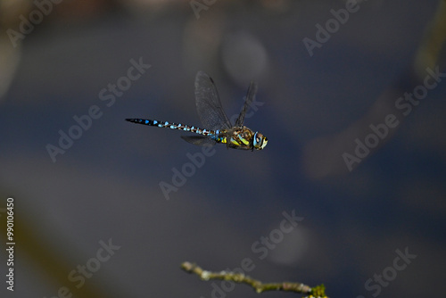 Herbst-Mosaikjungfer // Migrant hawker (Aeshna mixta) photo