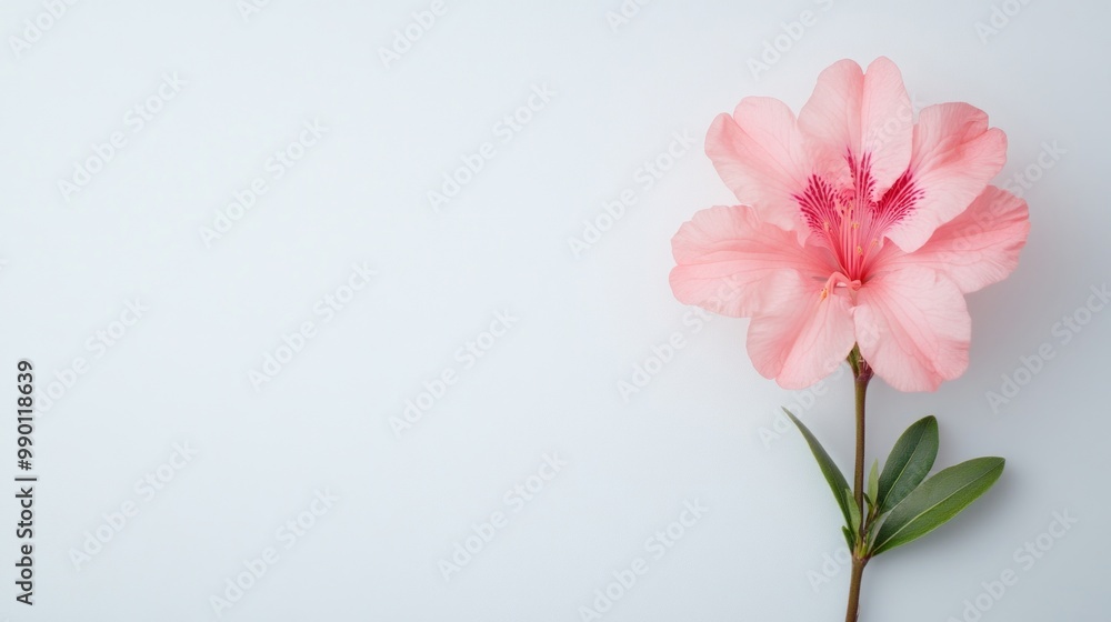 Fototapeta premium Delicate Azalea Blossom on Crisp White Canvas, featuring vibrant petals, minimalist aesthetic, open space inviting focus on floral beauty and serene simplicity.