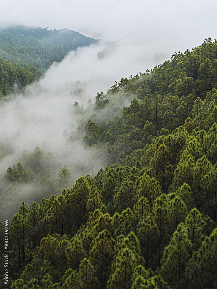 A thick layer of fog rolls through a dense forest of evergreen trees on a misty morning. A thick layer of fog rolls through a dense forest of evergreen trees on a misty morning.