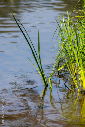 A plant is growing in the water