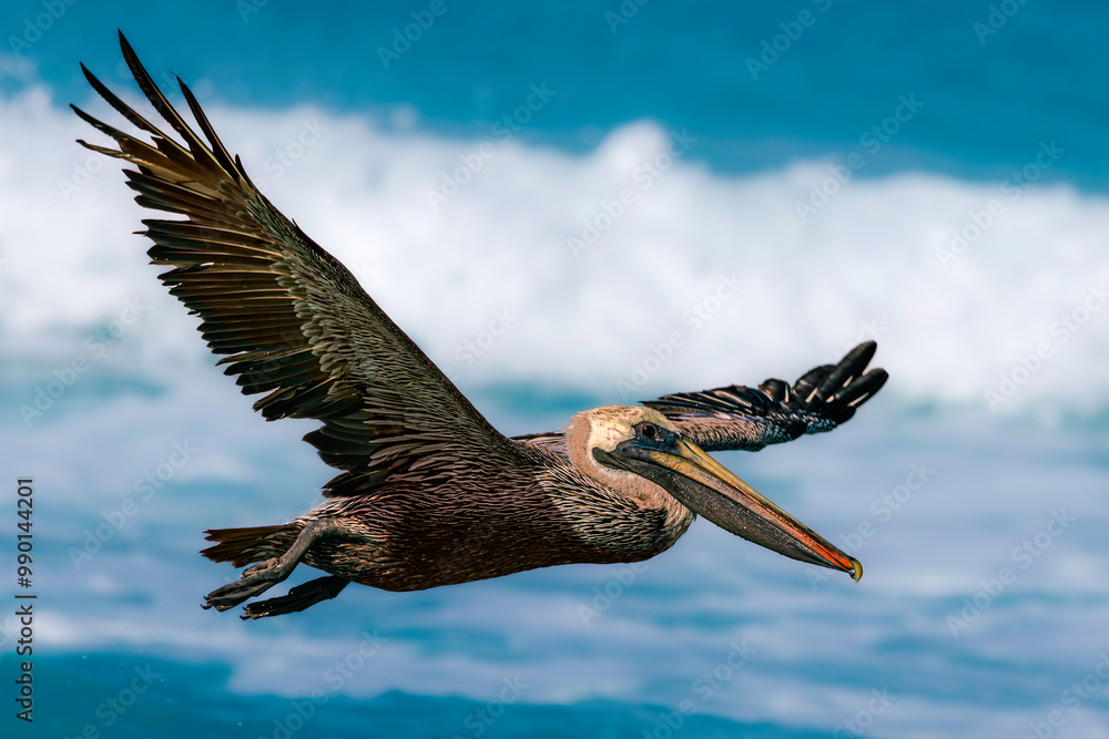 Brown pelican (Pelecanus occidentalis), adult, nonbreeding plumage. Cuba, Varadero area. Selective focus on bird's eye