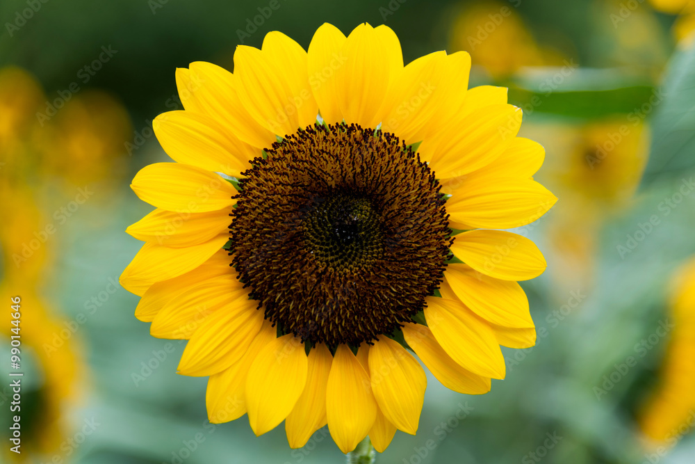 Sunflowers blooming in the field Sunflowers blooming in the field