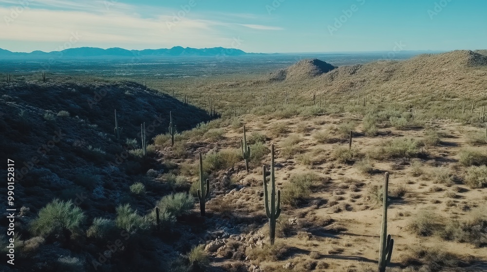 Fototapeta premium Expansive desert landscape with towering cacti and distant mountains under clear blue sky at midday