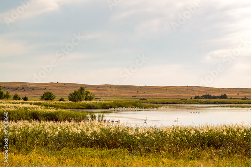 Birds in Sandhills on lake. Geese and other birds. photo