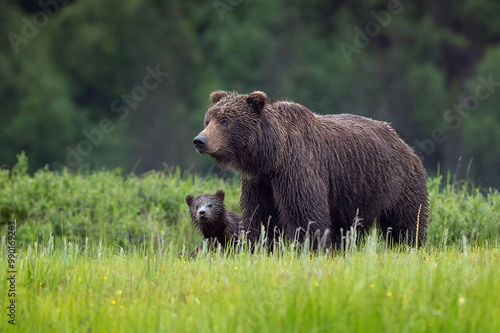 Brown bear sow with cub 