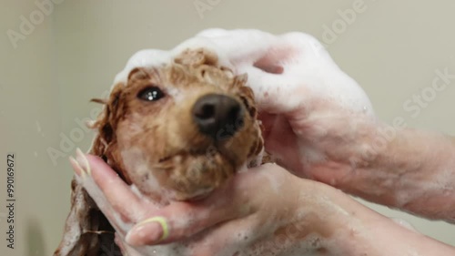 Woman cleaning brown poodle with shampoo in tub. Cropped image of female groomer forming lather on wet dog while scrubbing it at salon. Cute canine at pet salon.