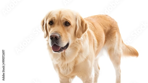 A charming dog standing on a pristine white background. The dog has an endearing expression and a confident stance. Its fur might be soft and shiny. The white background makes the dog stand out promin