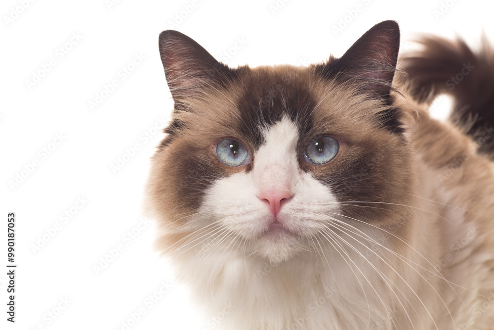 Portrait of purebred Ragdoll cat, isolated on white background Portrait of purebred Ragdoll cat, isolated on white background