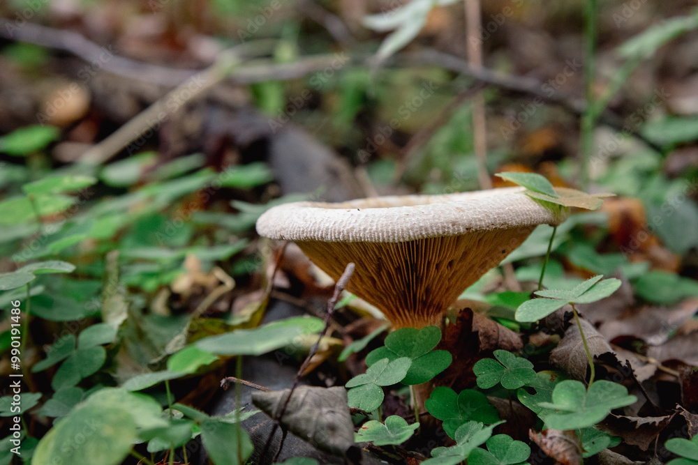 Paxillus involutus mushroom in forest