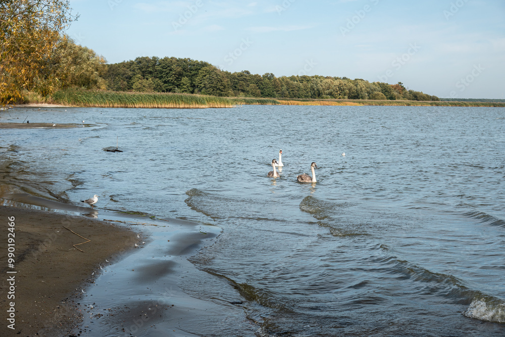 Swans in Curonian Lagoon on Curonian Spit in village Lesnoy. Russia