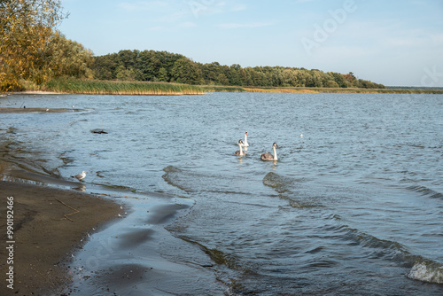 Obraz na płótnie Swans in Curonian Lagoon on Curonian Spit in village Lesnoy. Russia w salonie