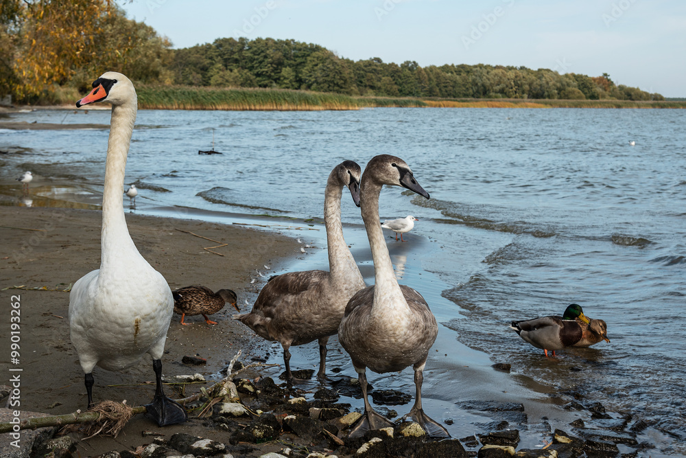 Swans on banks of Curonian Lagoon on Curonian Spit in village Lesnoy. Russia