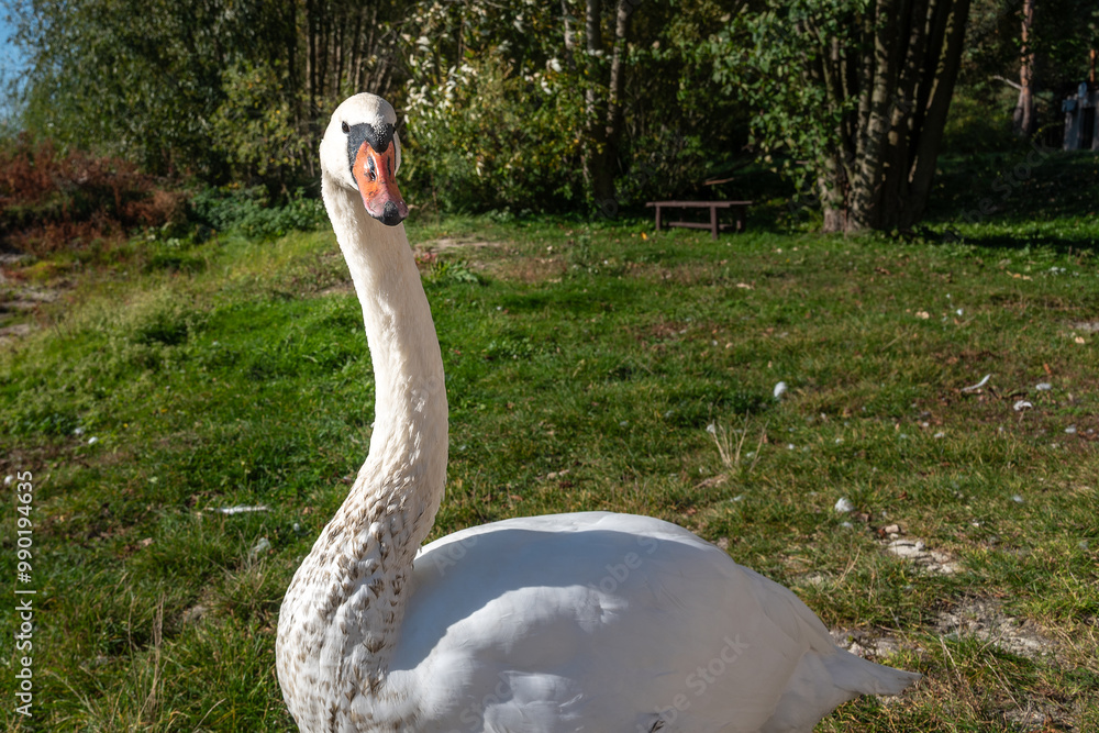 Swan on banks of Curonian Lagoon on Curonian Spit in village Lesnoy. Russia