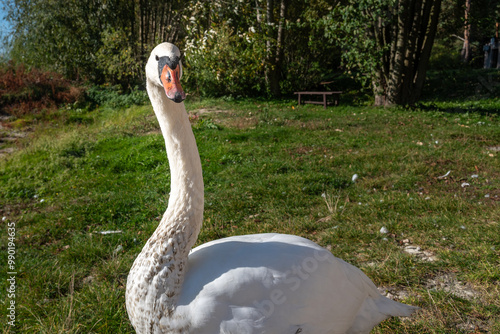 Obraz na płótnie Swan on banks of Curonian Lagoon on Curonian Spit in village Lesnoy. Russia w salonie