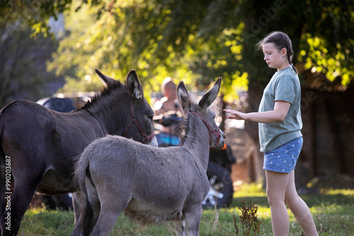 A young girl confidently watching and feeding a donkey at the farm. photo