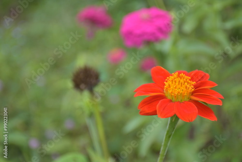 red poppy flower Pink zinnia blooms, beautiful, soft light, Thai sorbet