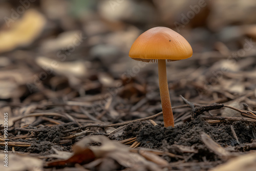 A brown-capped boletus mushroom emerges from the mossy forest floor, a wild edible treasure of the autumn season photo