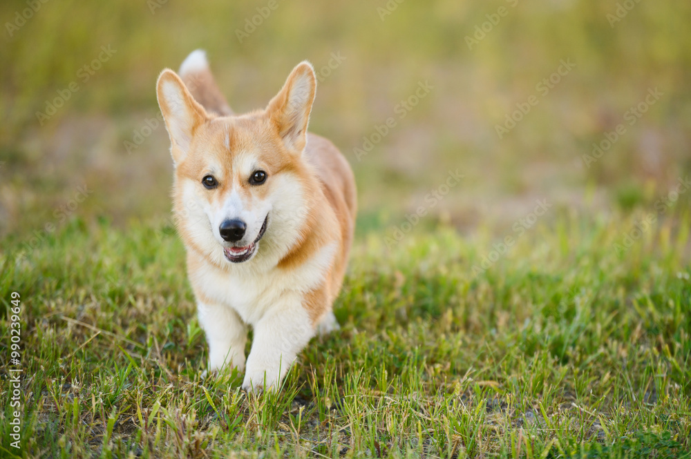 Cute and fluffy Pembroke Welsh Corgi runs across green lawn in a city park. Cute and fluffy Pembroke Welsh Corgi runs across green lawn in a city park.