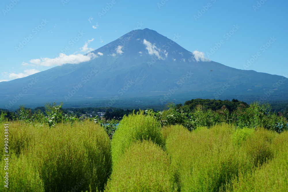 Also called Hokigusa or Kokia Also called Hokigusa or Kokia