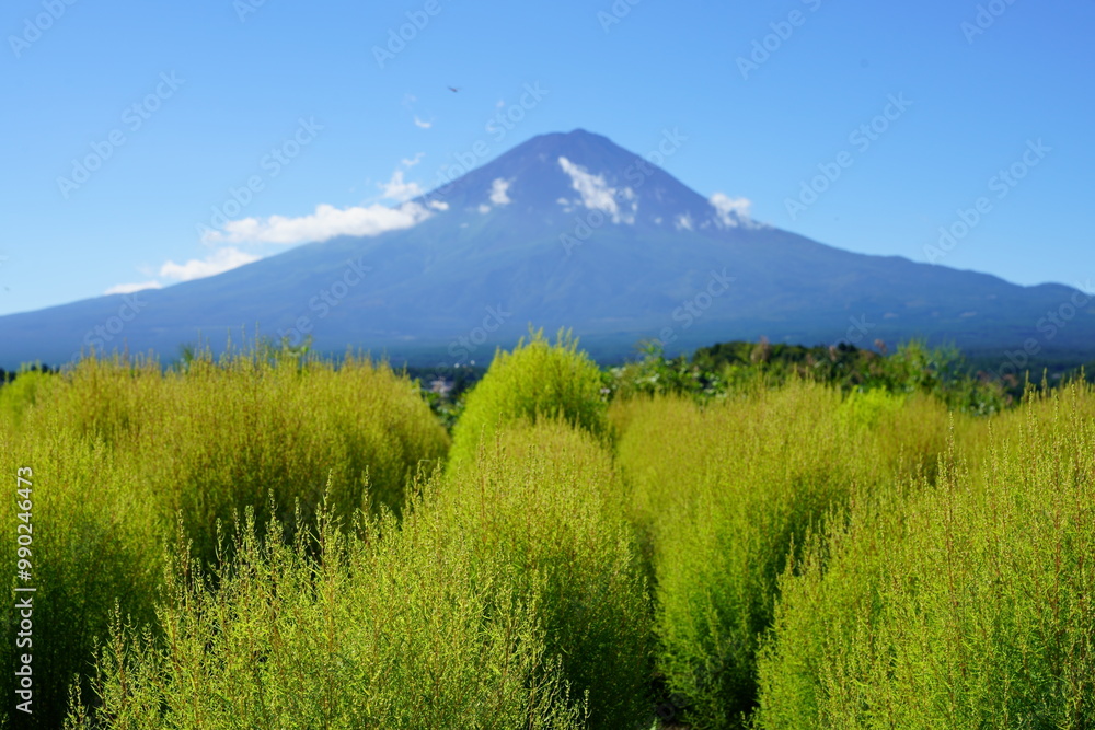 Fototapeta premium I decorated my garden with fireweed