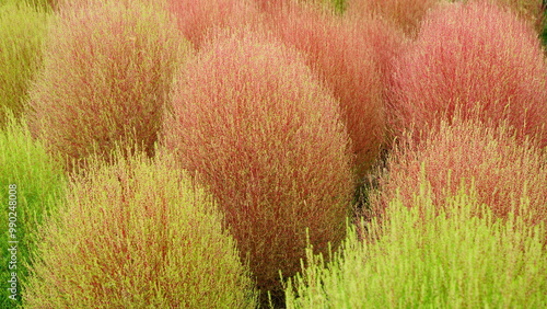 I decorated my garden with fireweed