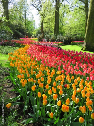 Tulipes