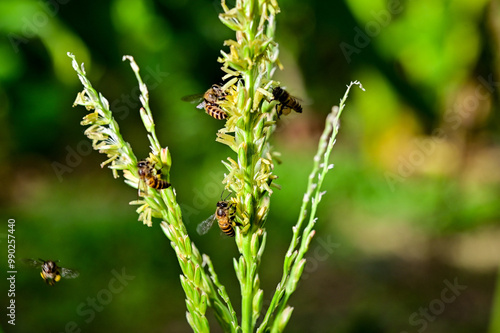 Bees are collecting pollen from corn flowers. Corn flowers are blooming in the morning sun. There are bees that collect food to help pollinate.
