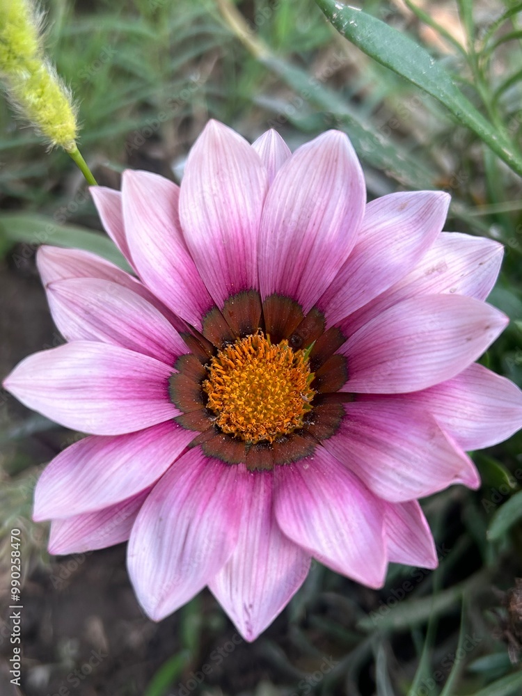 pink and white dahlia pink and white dahlia