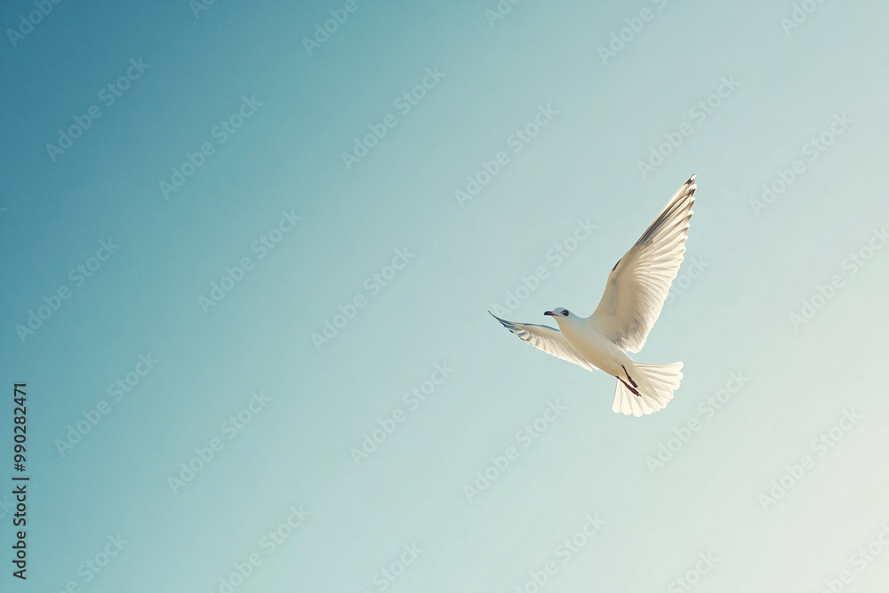 white seagull flying in blue sky - freedom, peace, hope, nature, bird, animal, wildlife, background, minimalism, simplicity white seagull flying in blue sky - freedom, peace, hope, nature, bird, animal, wildlife, background, minimalism, simplicity