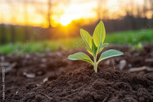 Green seedling growing in fertile soil at sunrise, symbolizing growth, nature, and new beginnings photo