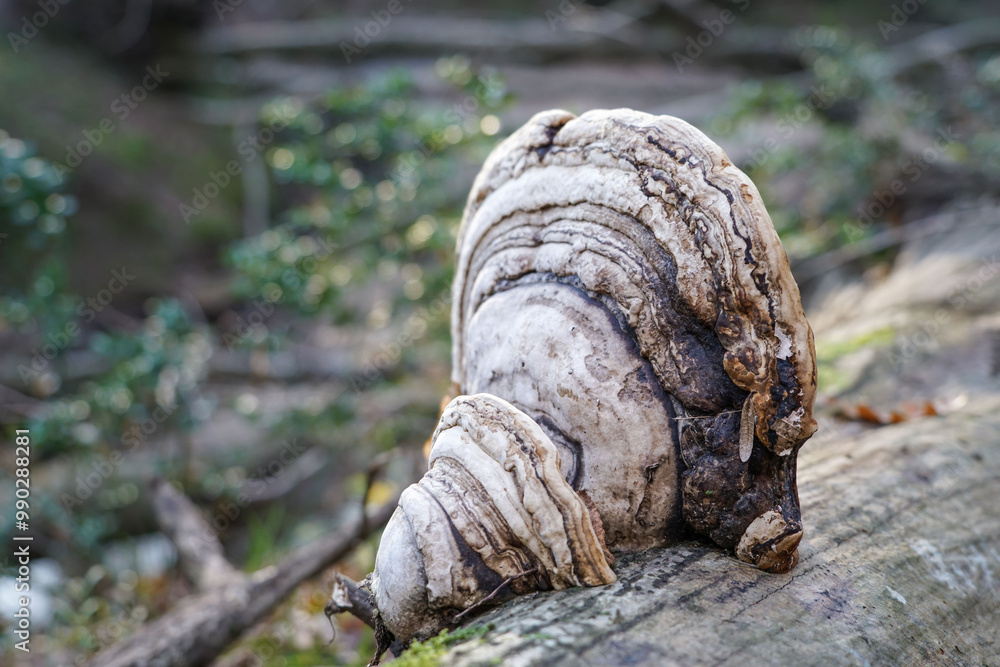 tinder mushroom grew on a fallen tree in forest or park. tinder mushroom grew on a fallen tree in forest or park.