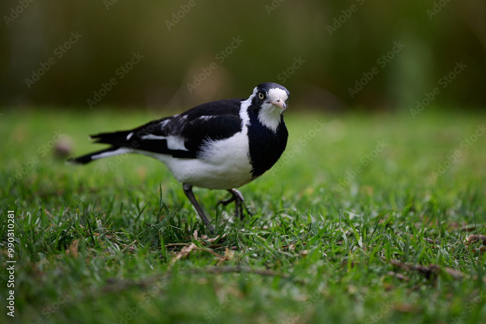 Female magpie-lark walking on grass, with its head turned slightly, staring into the foreground Female magpie-lark walking on grass, with its head turned slightly, staring into the foreground