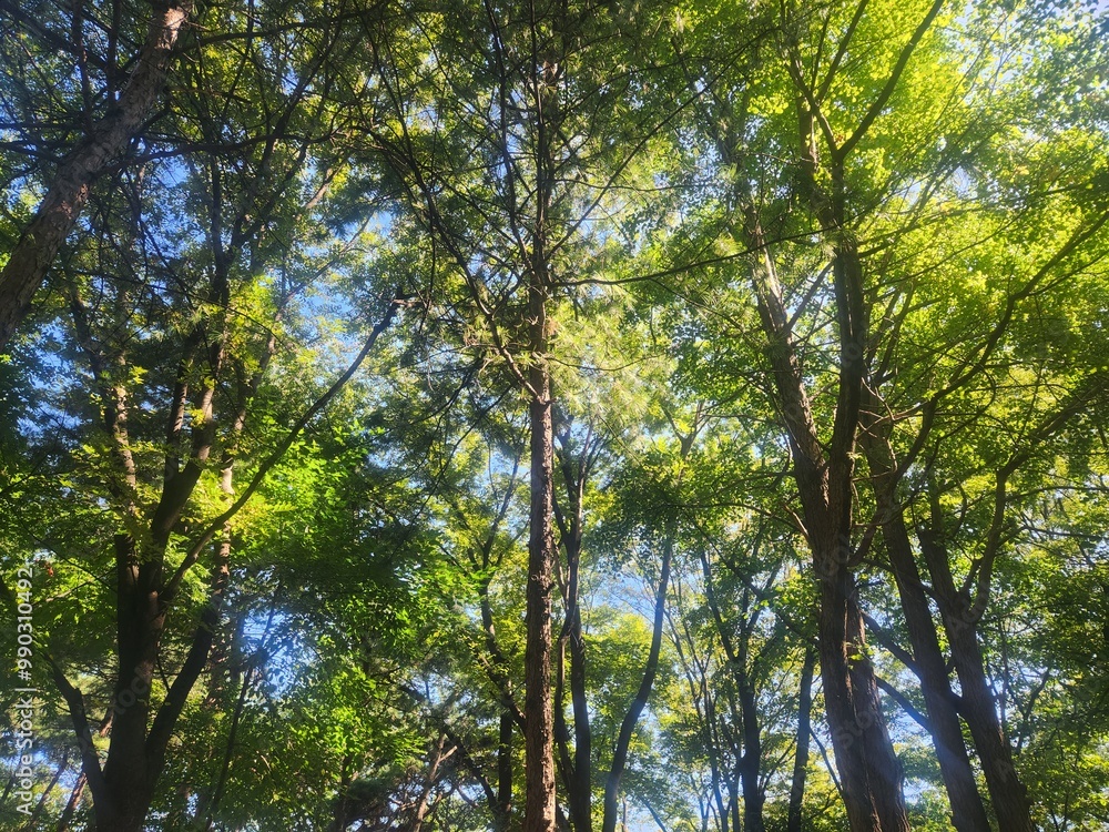 Obraz premium trees and sky