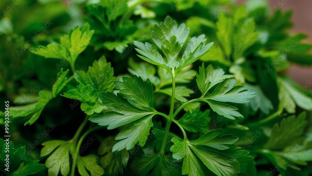 Fresh parsley leaves with aromatic fragrance closeup Fresh parsley leaves with aromatic fragrance closeup
