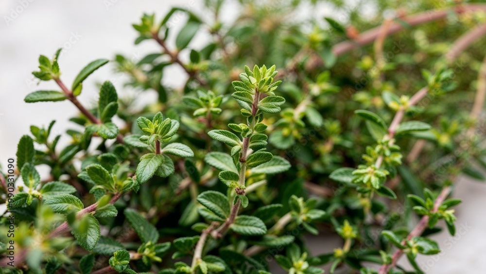 Fresh thyme sprigs with small green leaves closeup Fresh thyme sprigs with small green leaves closeup