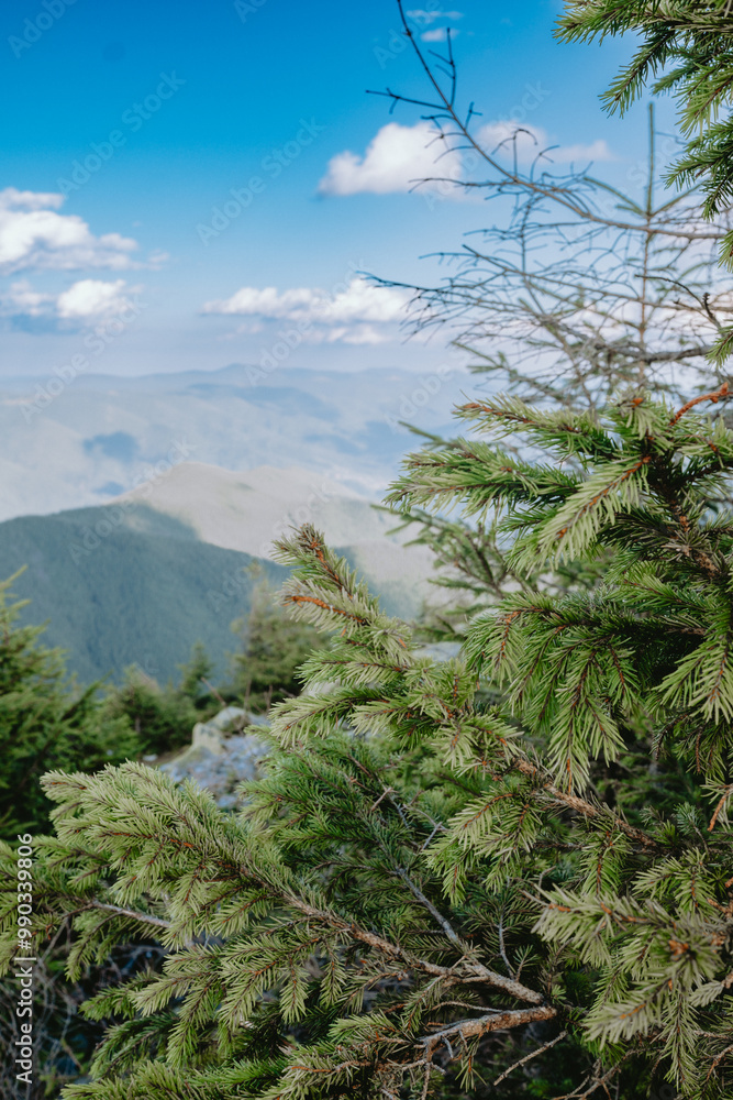 Lush green pine branches in a mountainous landscape under a bright blue sky during mid-afternoon hours